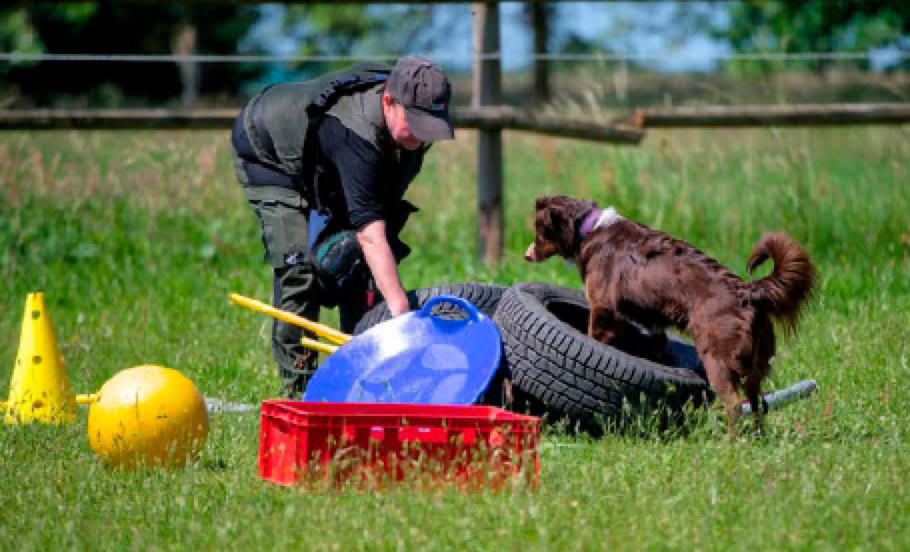 Hundeschule, Ausbildung eines Hundes im Freien auf einer gr&uuml;nen Wiese